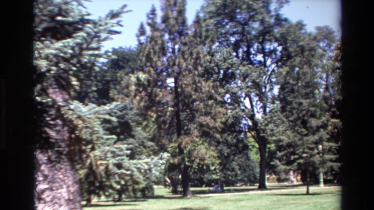 Handheld 8mm view in Big Sur, California, with a foreground tree trunk framing a green lawn and layered evergreens beyond.