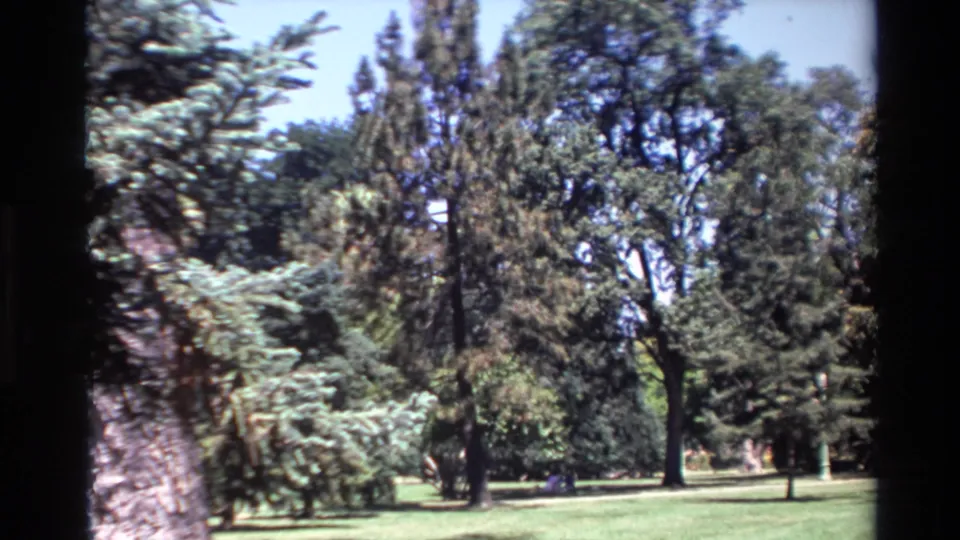 Handheld 8mm view in Big Sur, California, with a foreground tree trunk framing a green lawn and layered evergreens beyond.