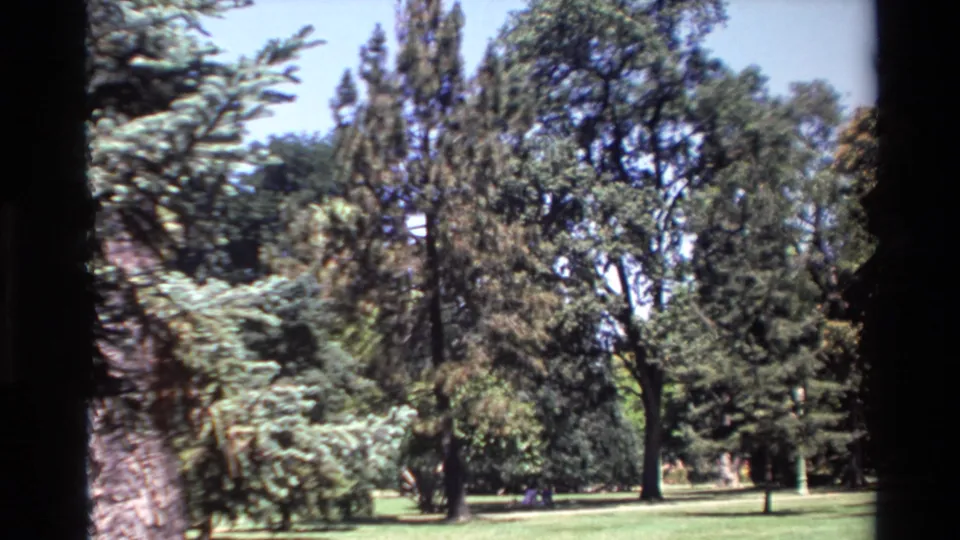 Vintage 8mm frame from Big Sur showing overlapping evergreen branches, tall trees, and a bright maintained lawn in soft focus.
