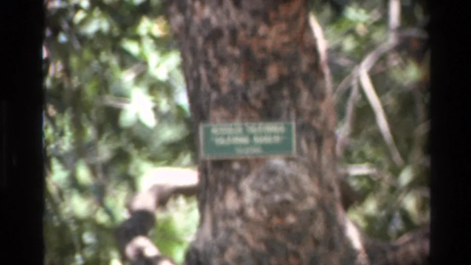 Soft-focus 1980 Big Sur frame showing a green tree plaque attached to a trunk, suggesting a labeled botanical or nature-preserve setting.