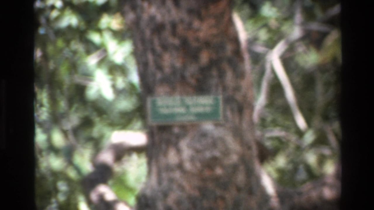 1980 Big Sur 8mm frame showing a soft-focus close view of a large tree trunk with a green informational label.