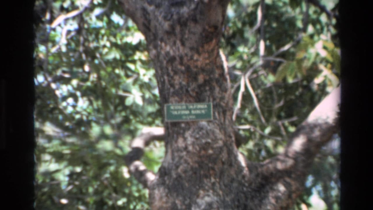 Large tree trunk with green label, branches, and dense foliage in daylight.