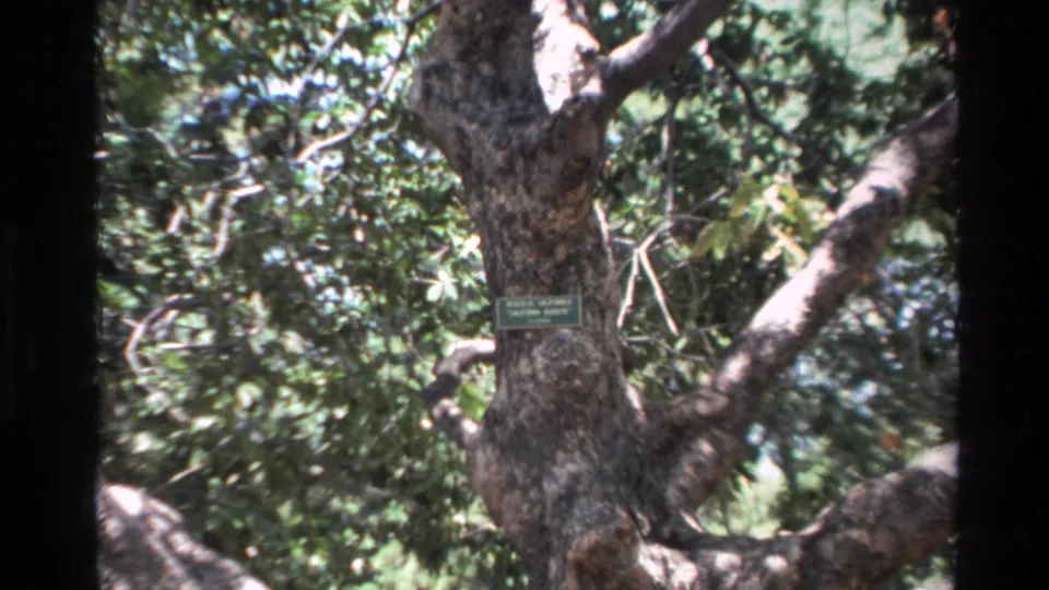 1980 Big Sur 8mm frame showing a wider visitor-shot view of the labeled tree, textured bark, and surrounding canopy.