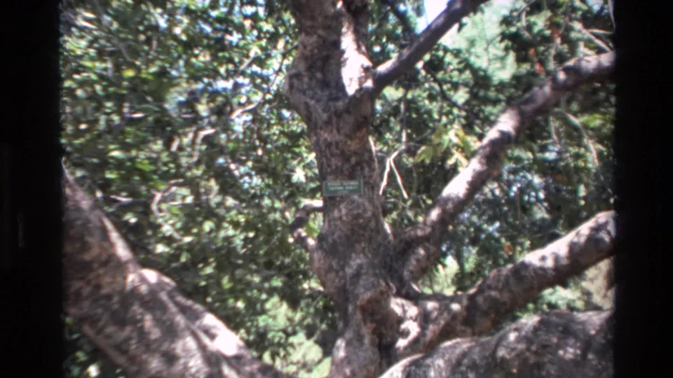 1980 Big Sur 8mm frame showing the labeled tree pulled back, with branching limbs and dense natural foliage.