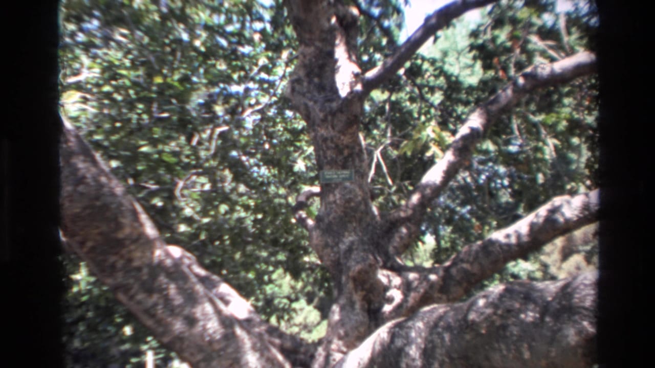 1980 Big Sur home-movie frame showing a massive tree trunk, broad limbs, dense foliage, and dappled sunlight.