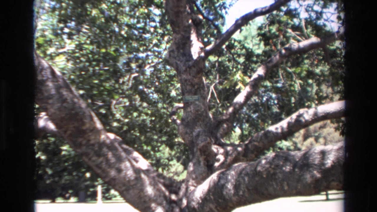 Big Sur 8mm frame with the tree's spreading limbs crossing a sunlit park-like background.