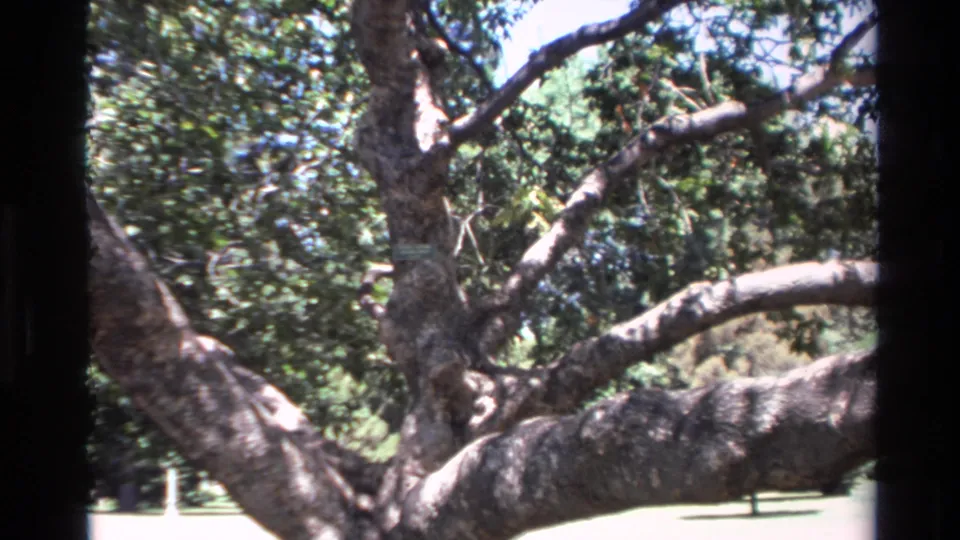 1980 California home-movie view of the tree's central trunk and heavy limbs in bright outdoor light.