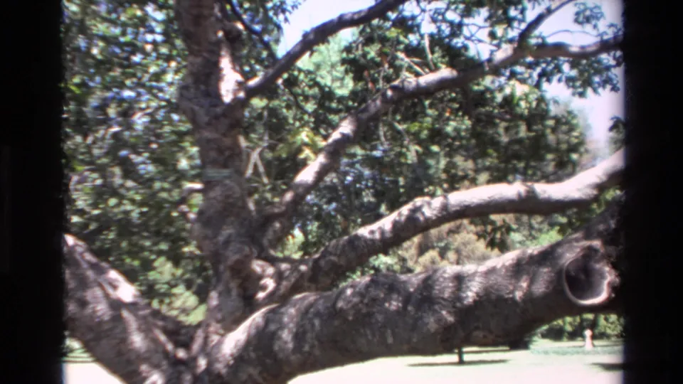 Big Sur 1980 8mm frame showing a heavy horizontal limb, textured bark, foliage, and open lawn.