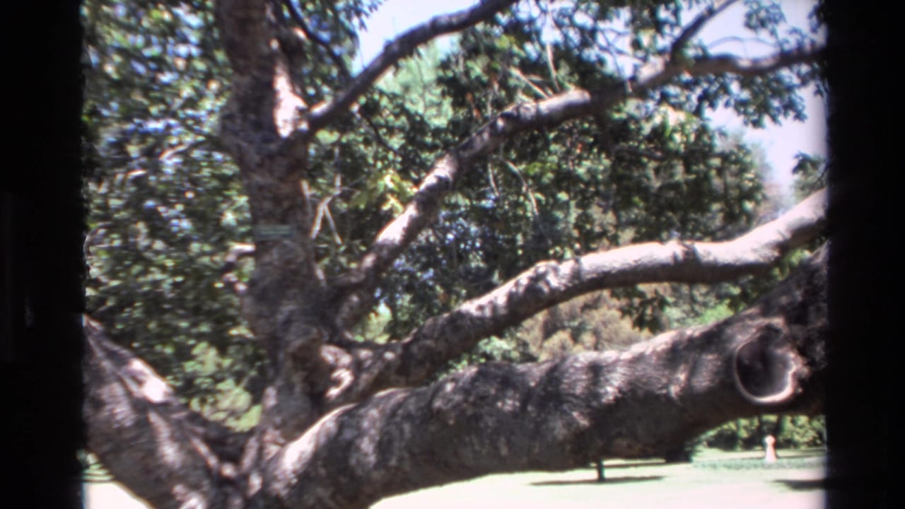 1980 Big Sur 8mm frame showing a large tree trunk with spreading branches above grass and distant landscaping.