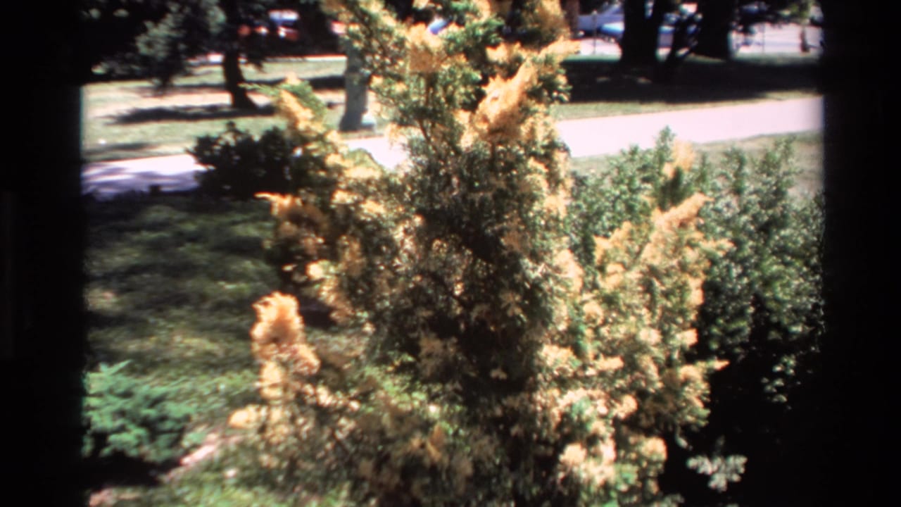 Yellowing shrub beside green bushes with a paved path and trees behind it.