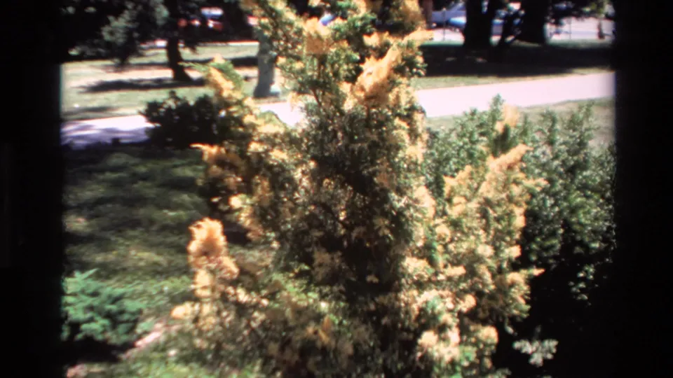 1980 Big Sur home-movie view of yellowing foliage, shrubs, lawn, a pale path, and trees in a landscaped outdoor area.