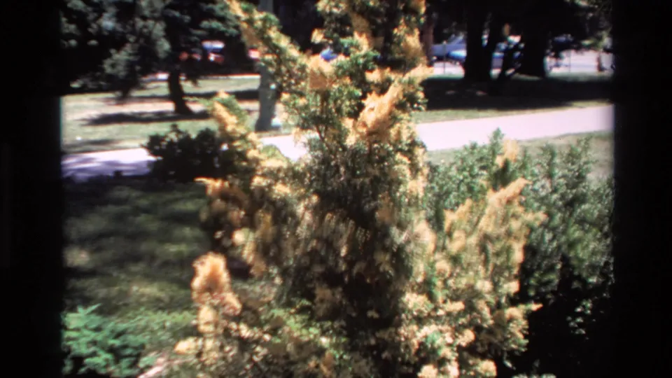 1980 Big Sur 8mm frame of yellow foliage and shrubs near a paved path, with trees and possible distant cars beyond.