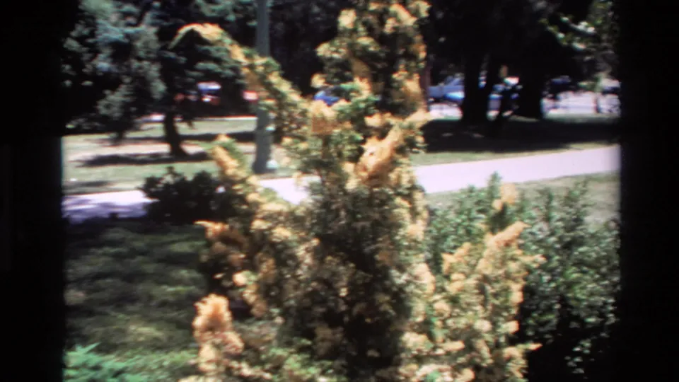 1980 Big Sur home-movie frame showing yellowing shrubbery, green bushes, a park path, trees, and distant background figures or cars.