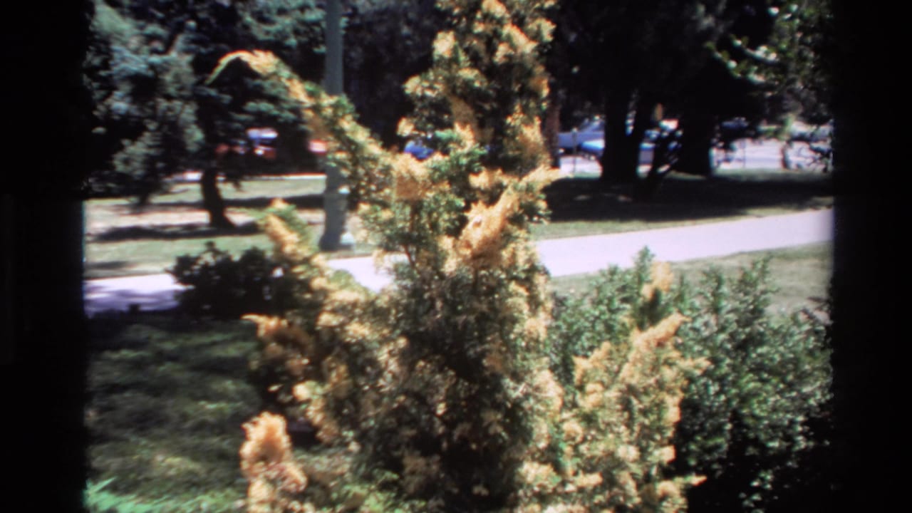 1980 Big Sur home-movie frame showing yellow flowering branches through a dark frame with a sunlit path and trees behind.
