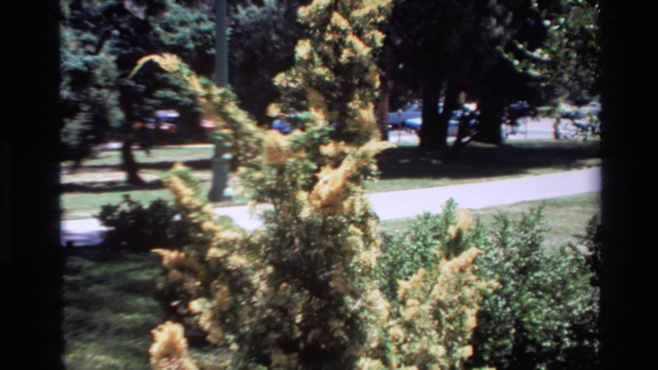 Flowering tree branches fill the foreground with shrubs, a path, and shaded trees behind.