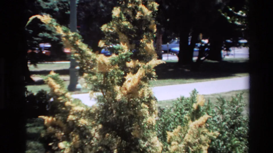 1980 Big Sur home-movie still showing a close view of yellow flowering branches against shrubs, a walkway, and shaded trees.