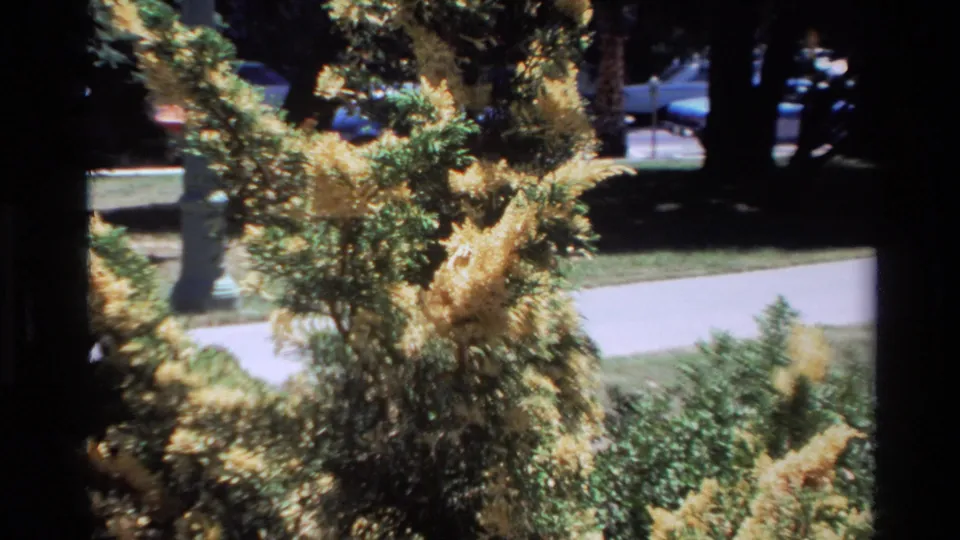 1980 Big Sur still with yellow flowering branches crossing green shrubs, a bright walkway, and deep shade under trees beyond.