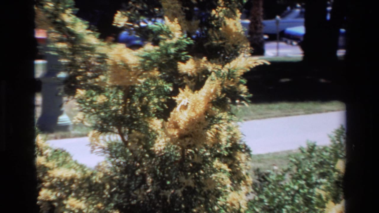 Big Sur 1980 8mm frame showing a conifer-like shrub with golden feathery foliage, green needles, path and distant cars in soft background.