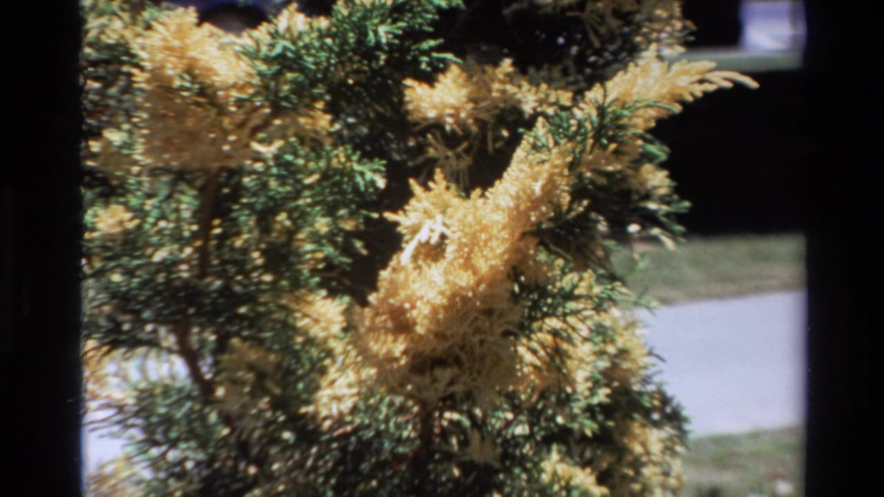 Closer view of yellow feathery plant growth against green needles and a pale path in the background.