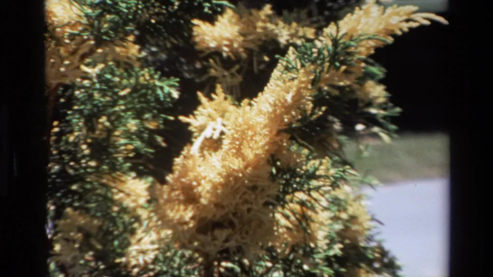 Big Sur 1980 8mm frame showing a tight zoom on coral-like yellow plant growth with green needles and soft lawn behind it.