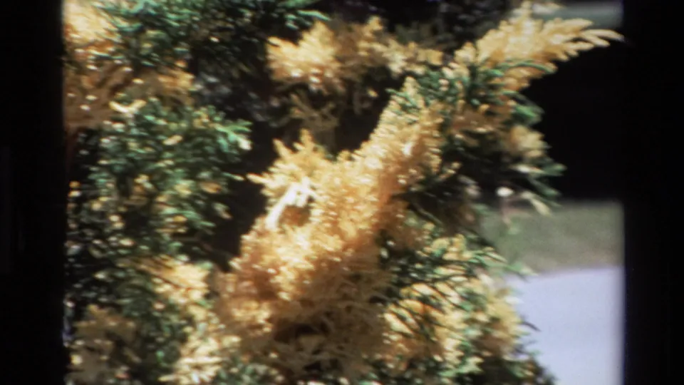 Big Sur 1980 8mm frame ending on a close-up of golden-yellow feathery foliage among green conifer needles with soft outdoor background.