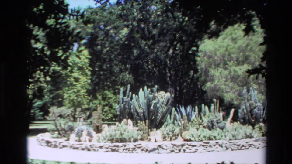 1980 Big Sur home-movie view pushing closer to a stone-edged cactus and succulent bed beneath mature trees.