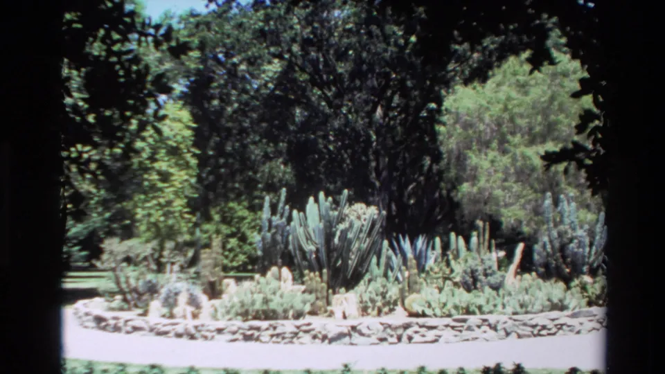 1980 Big Sur frame showing the cactus and succulent planting centered, with trees behind and a bright path across the foreground.