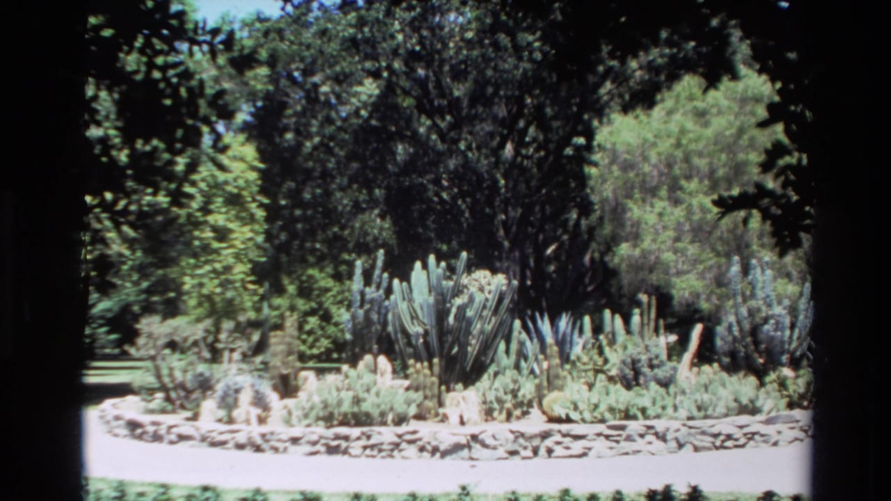 1980 Big Sur home-movie frame showing a sunlit cactus garden bed edged with stones and backed by dense trees.