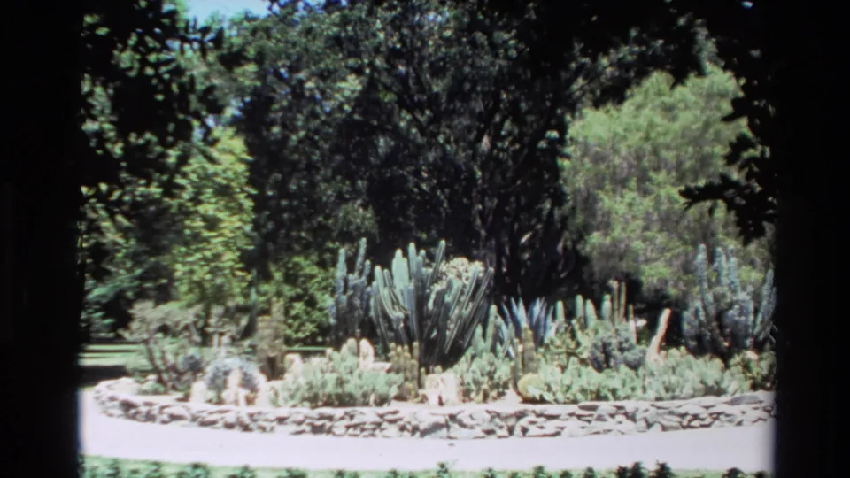 1980 Big Sur home-movie frame showing a sunlit cactus garden bed edged with stones and backed by dense trees.