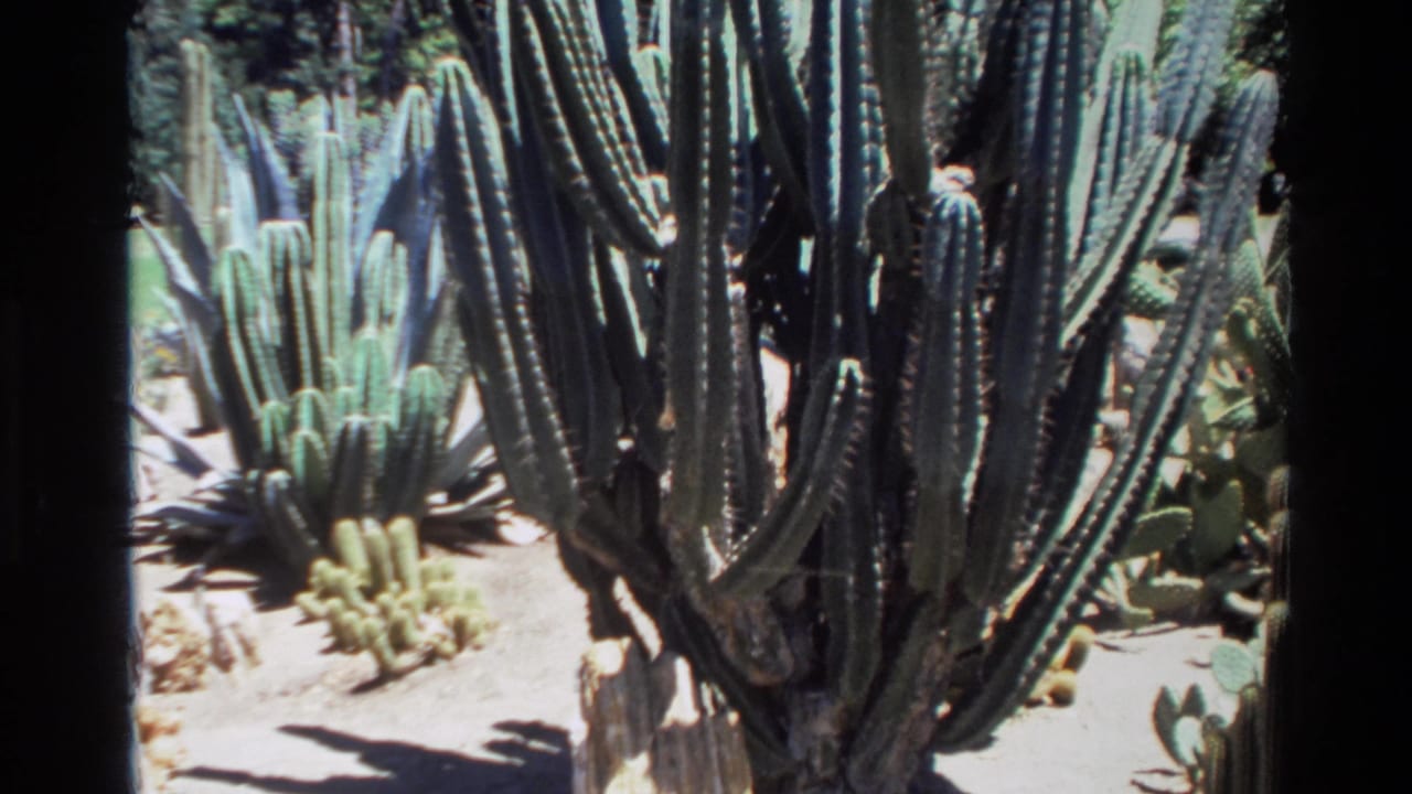 Close view of tall ribbed cactus plants with a person partly visible behind them.