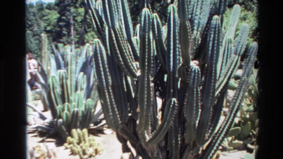 1980 Big Sur home-movie frame showing dense cactus growth and partially visible garden visitors among the plantings.