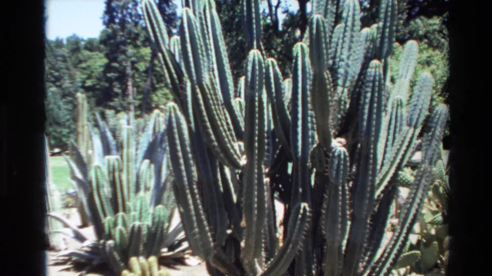 1980 Big Sur frame with tall columnar cacti, green lawn, trees, and a partly hidden visitor in the garden.