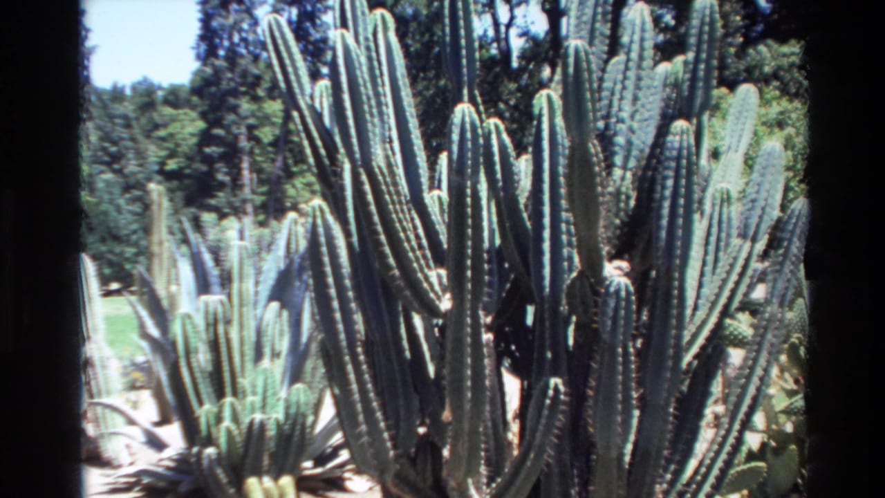 1980 Big Sur home-movie frame showing tall green columnar cacti in bright sun, bordered by dark film edges.