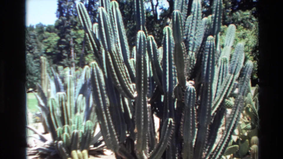 Bright 8mm frame from Big Sur showing a dense cluster of ribbed cacti with trees and planted ground behind them.