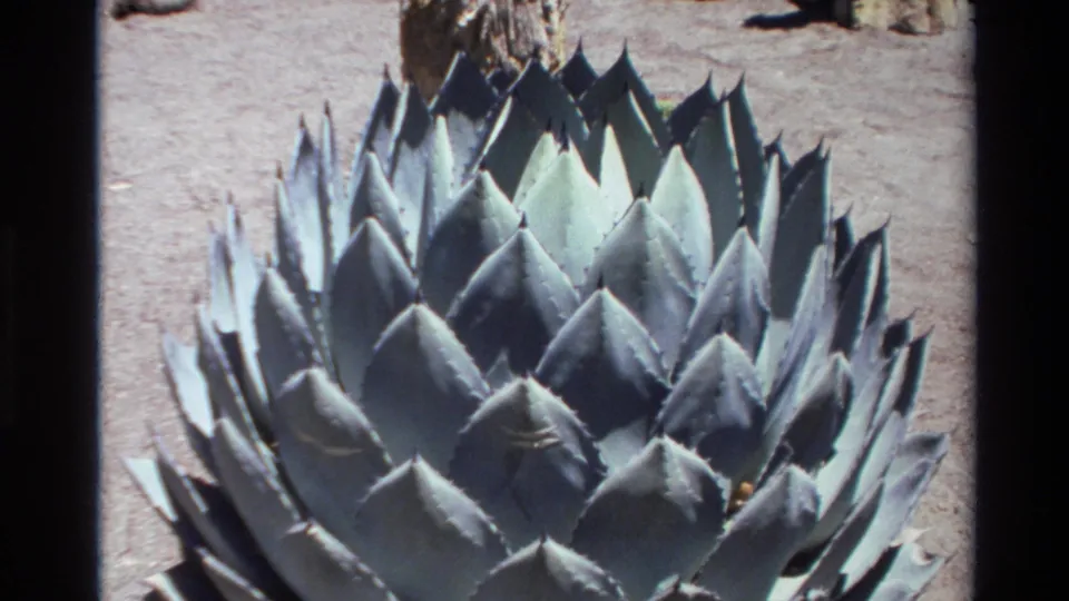 1980 Big Sur frame showing a close view of a blue-green agave rosette with pointed leaves and sandy soil around it.