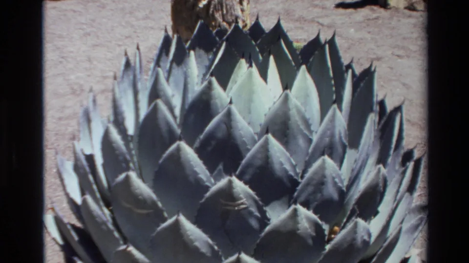 Close 8mm view of a blue-green agave in Big Sur, with sharp pointed leaves arranged in a dense rosette.