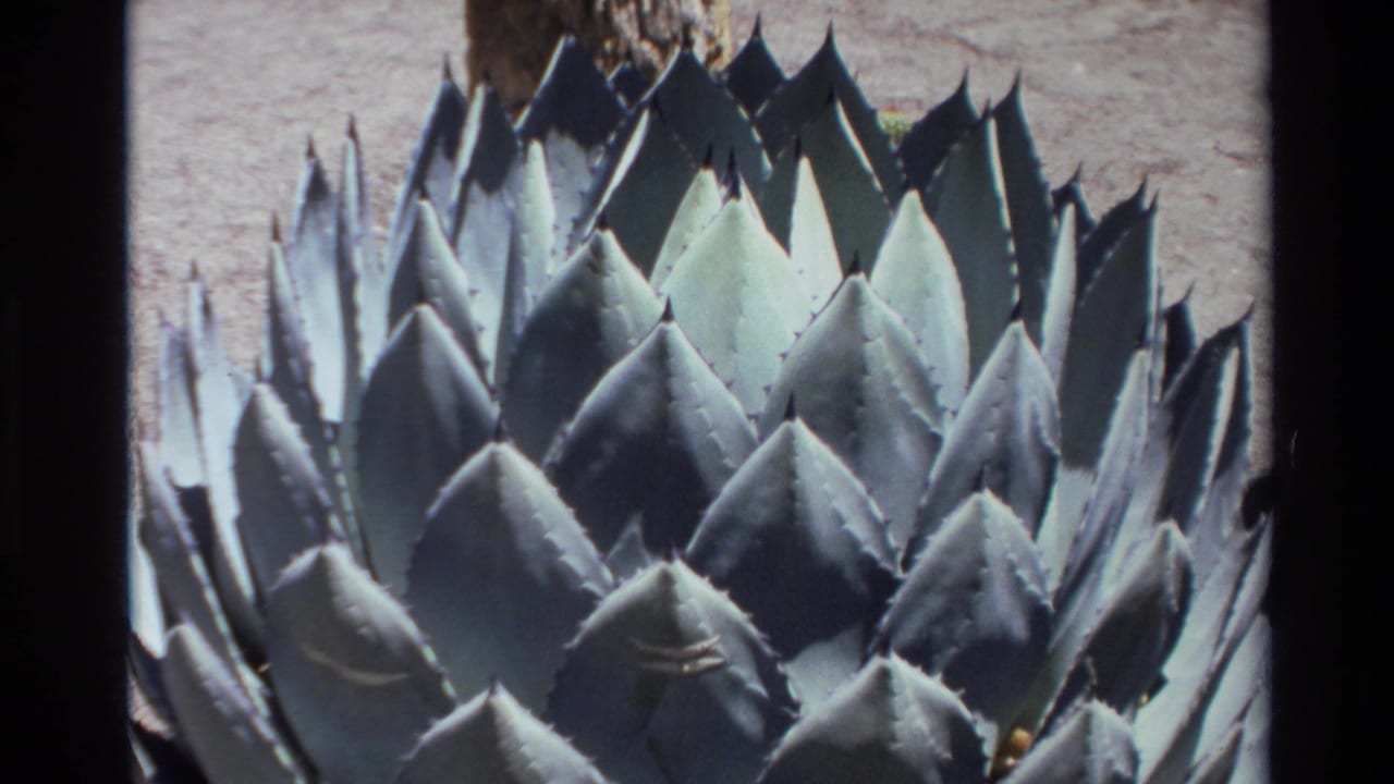 Close view of blue-green agave leaves with sharp tips in bright sunlight.