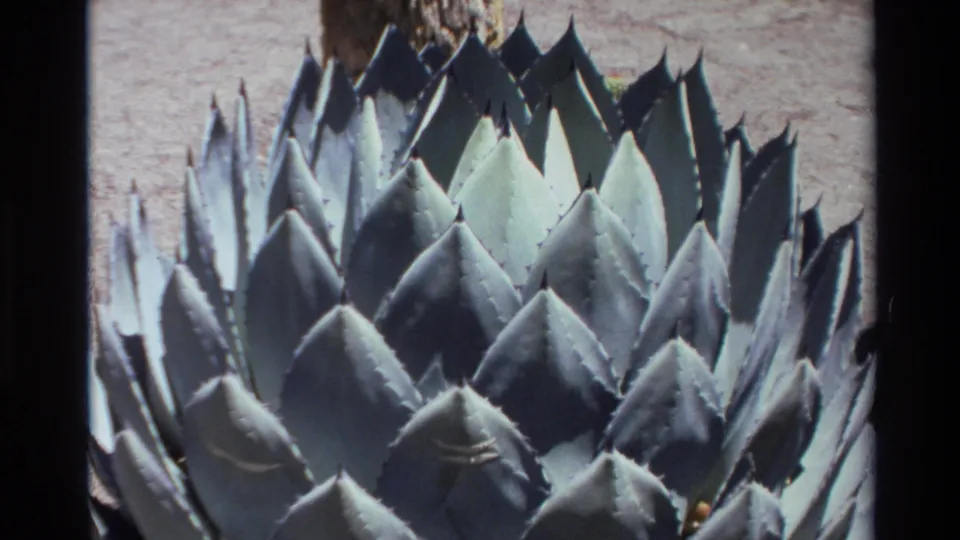 1980 Big Sur-area 8mm frame showing a blue-green agave rosette with pointed leaves, edge spines, dry ground, and dark film borders.