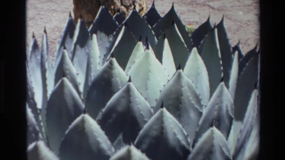 1980 Big Sur-area 8mm frame with the camera nearer to the agave, showing layered pointed leaves, hard shadows, and sandy background.