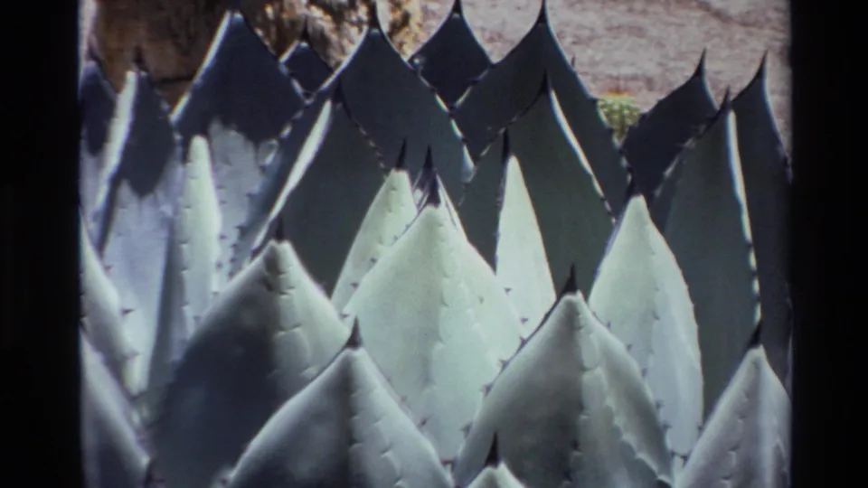 1980 Big Sur-area 8mm frame showing a tight agave close-up, pale central leaves, small side spines, and dark triangular shadows.