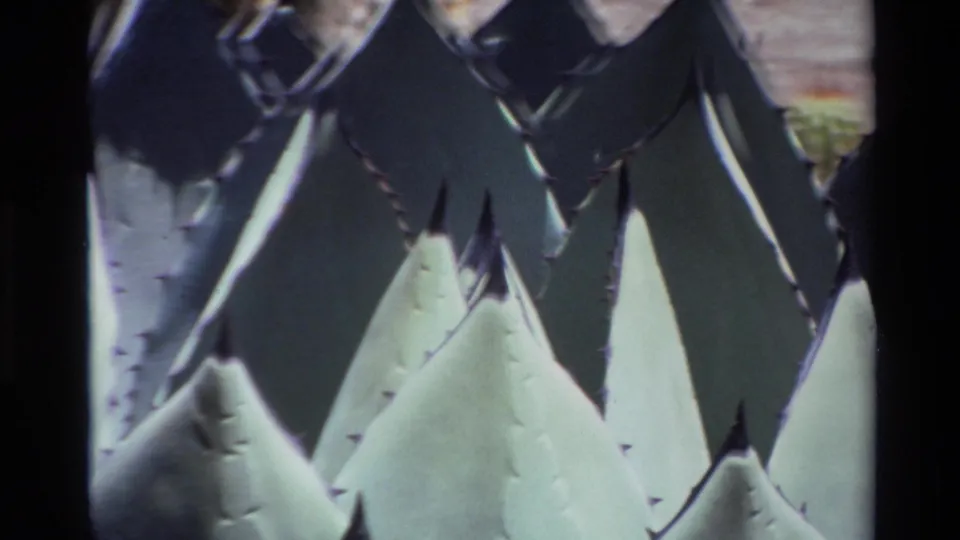 1980 Big Sur-area 8mm frame at the end of the zoom, focused on large agave leaf points, edge spines, and heavy shadow contrast.