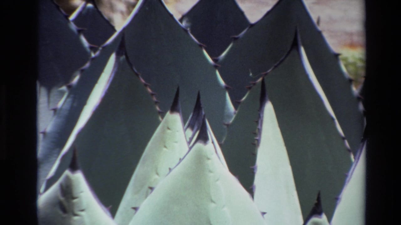 Close-up of pointed agave leaves with serrated edges and dark film borders.