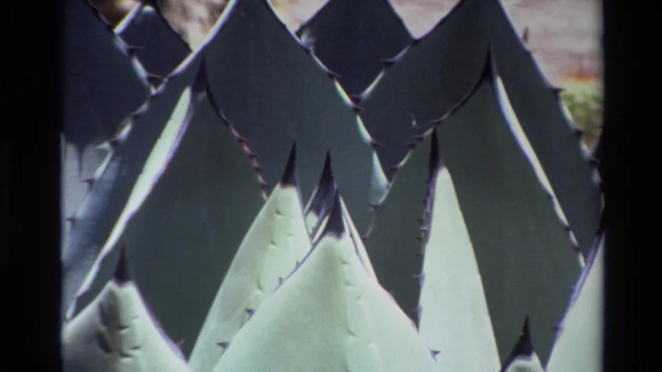 1980 Big Sur 8mm frame showing pale green agave-like leaves with sharp serrated edges in close-up.