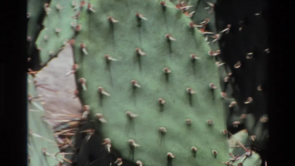 1980 Big Sur 8mm frame showing a green prickly pear cactus pad with visible spine clusters and a lighter damaged or scarred area.