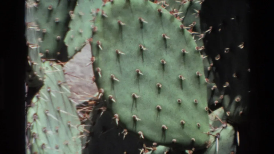 1980 Big Sur 8mm close-up of a green prickly pear pad with evenly spaced spine clusters and nearby cactus growth.