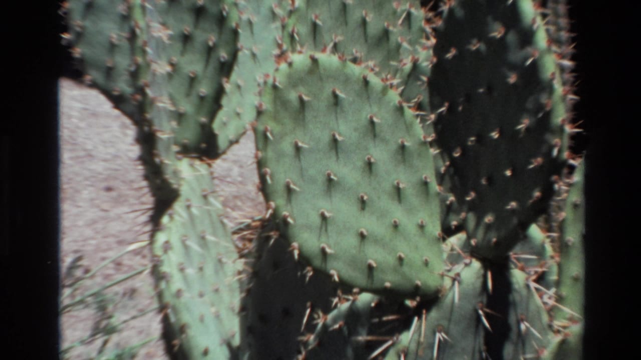 1980 Big Sur 8mm frame showing green prickly pear cactus pads with small spines, pale ground, and dark film borders.