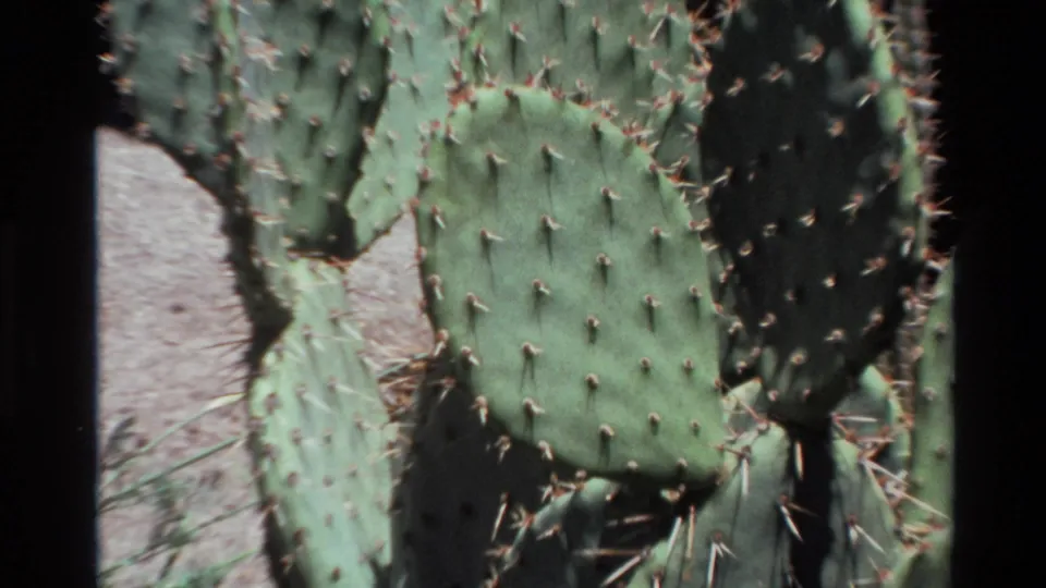 1980 Big Sur 8mm frame showing green prickly pear cactus pads with small spines, pale ground, and dark film borders.