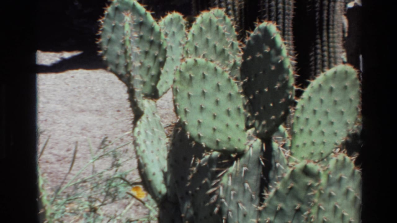 Prickly pear cactus pads with spines beside pale ground and grass.