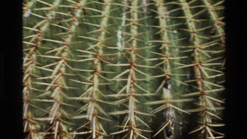 1980 Big Sur 8mm frame showing a ribbed cactus surface with dense rows of long pale spines and analog film grain.