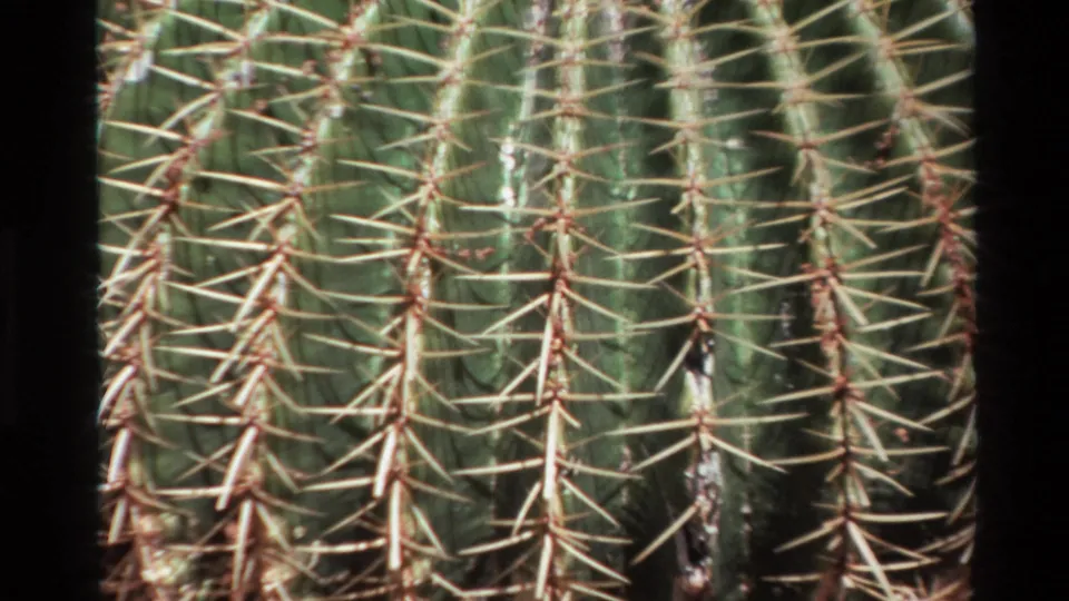 1980 Big Sur 8mm frame with a close view of ribbed green cactus columns, dense long spines, and dark home-movie borders.
